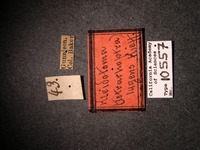 Kleidotoma lugens image