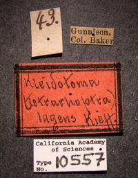 Image of Kleidotoma lugens