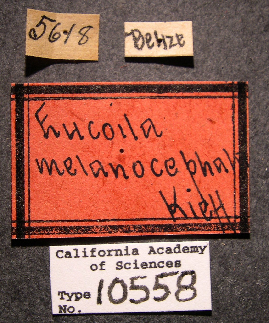 Eucoela melanocephala image