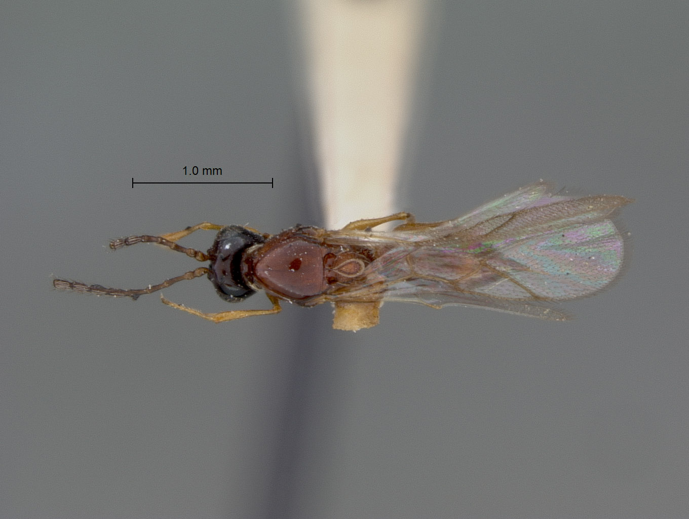 Eucoela melanocephala image