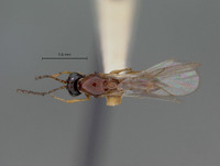 Eucoela melanocephala image