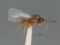Eucoela melanocephala image