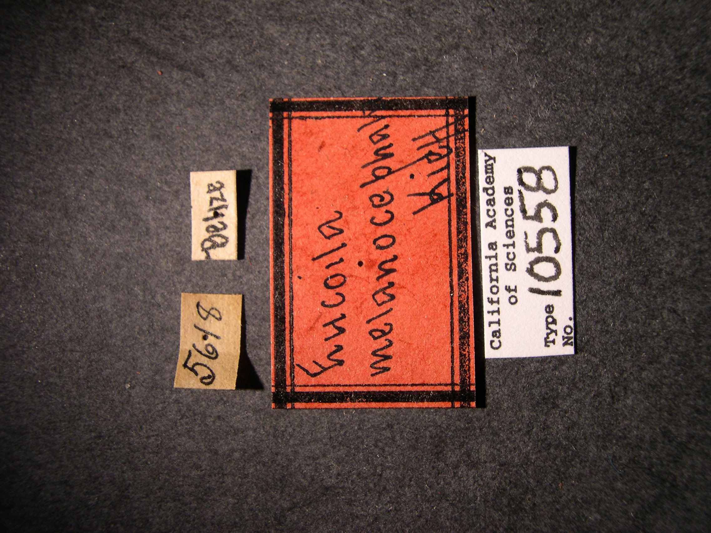 Eucoela melanocephala image