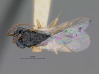 Xyalaspis microstyla image