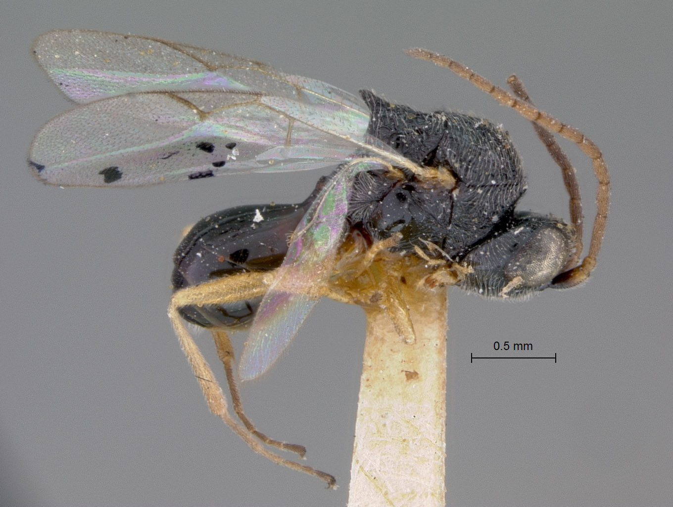 Xyalaspis microstyla image