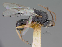 Image of Xyalaspis microstyla