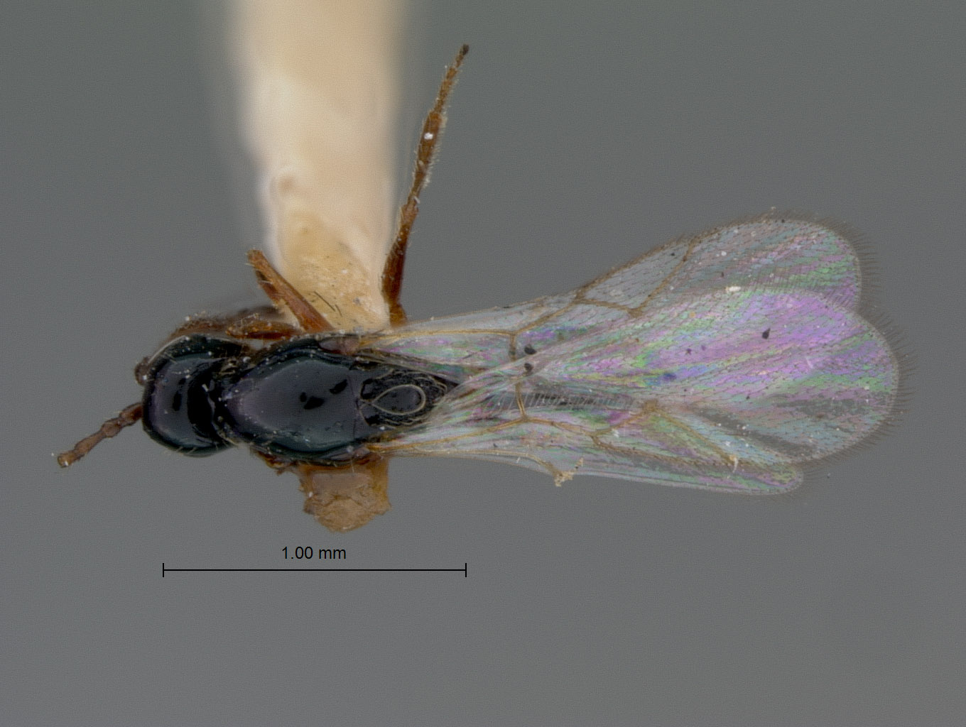 Ganaspis modesta image