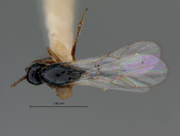 Ganaspis modesta image