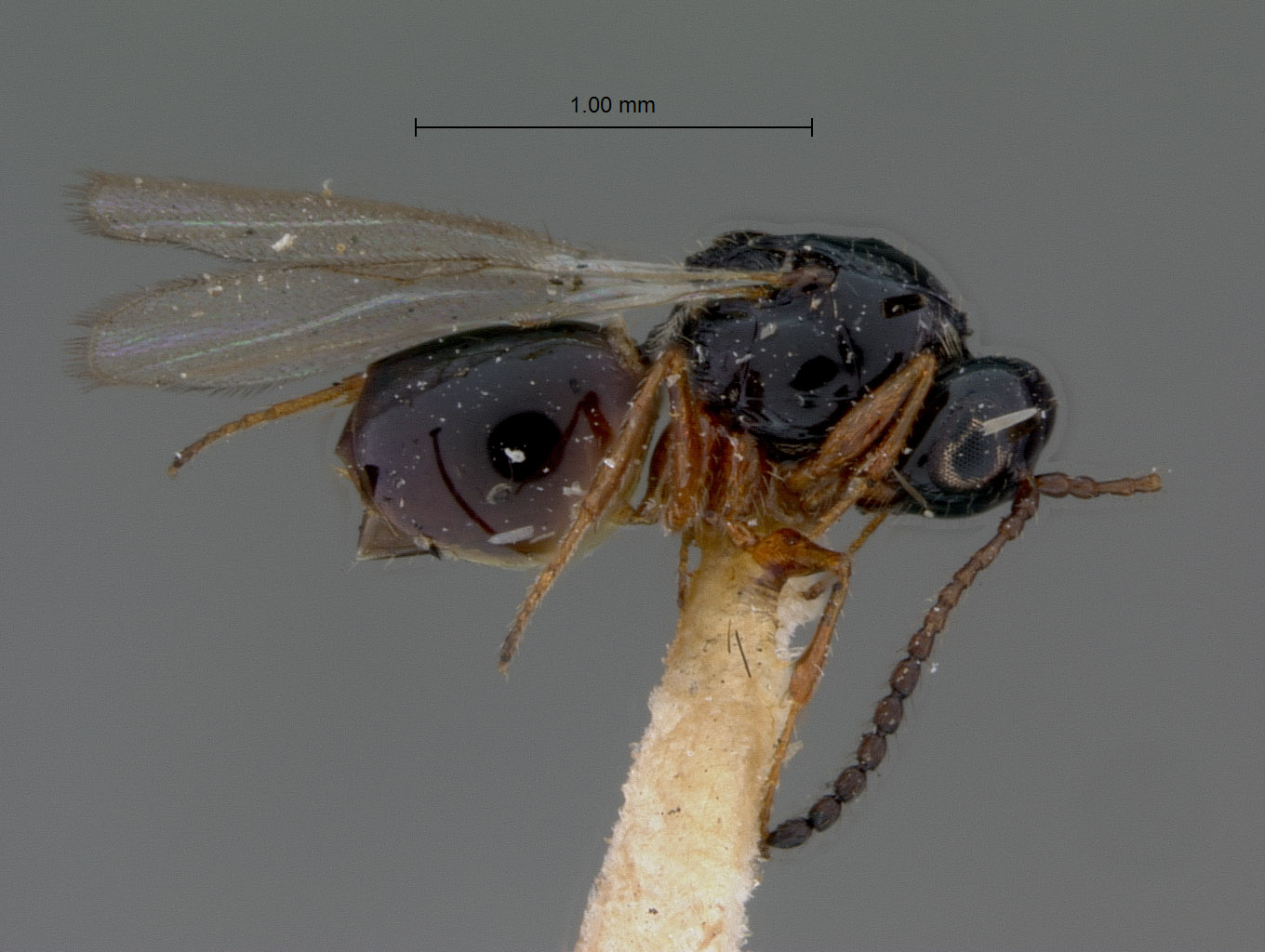 Ganaspis modesta image