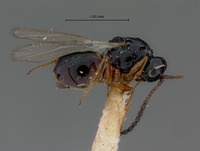 Ganaspis modesta image