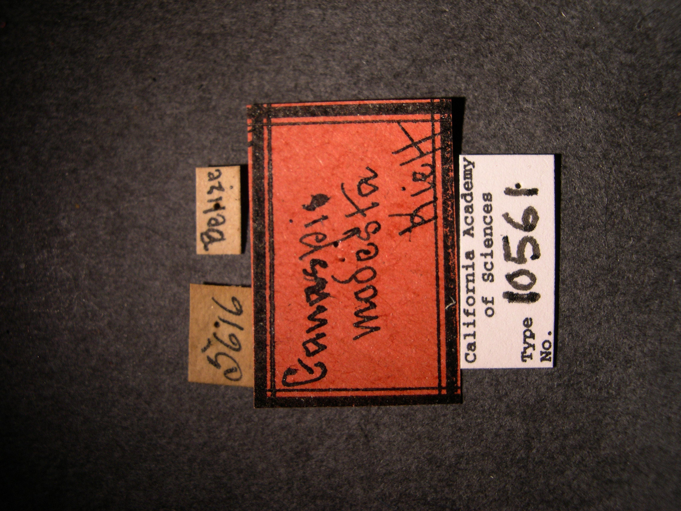 Ganaspis modesta image