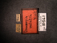 Ganaspis modesta image