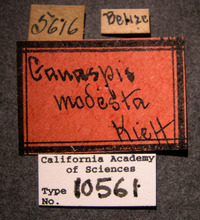 Image of Ganaspis modesta