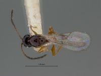 Ganaspis multicolor image