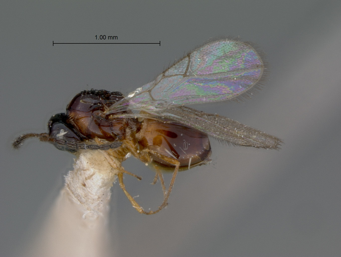 Ganaspis multicolor image