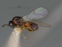 Ganaspis multicolor image