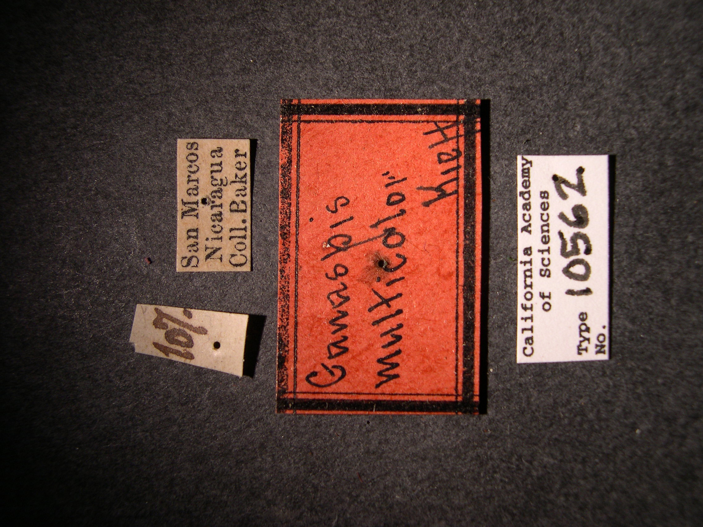 Ganaspis multicolor image