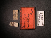 Ganaspis multicolor image