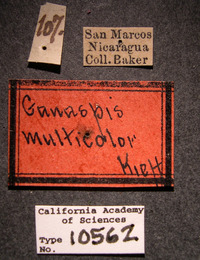 Image of Ganaspis multicolor