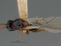 Cothonaspis neocera image