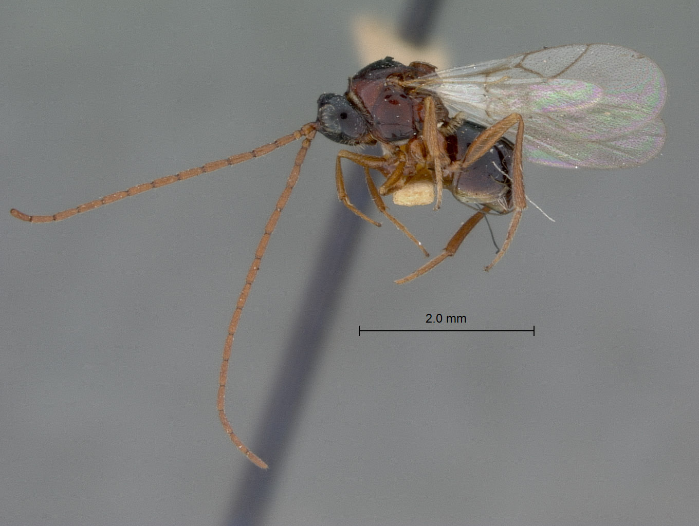 Cothonaspis neocera image