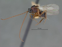 Cothonaspis neocera image