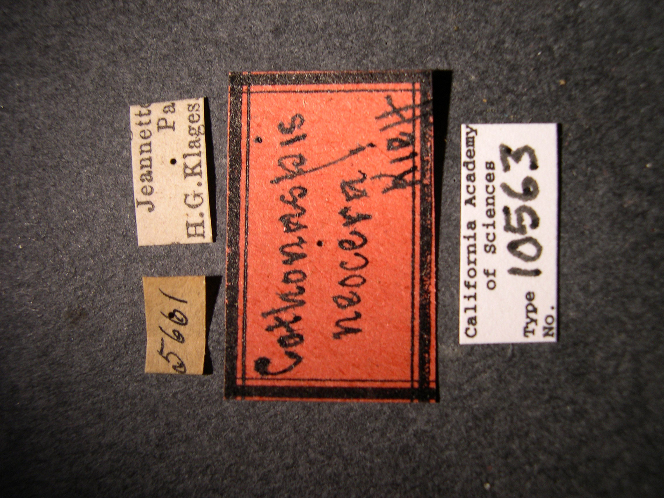 Cothonaspis neocera image