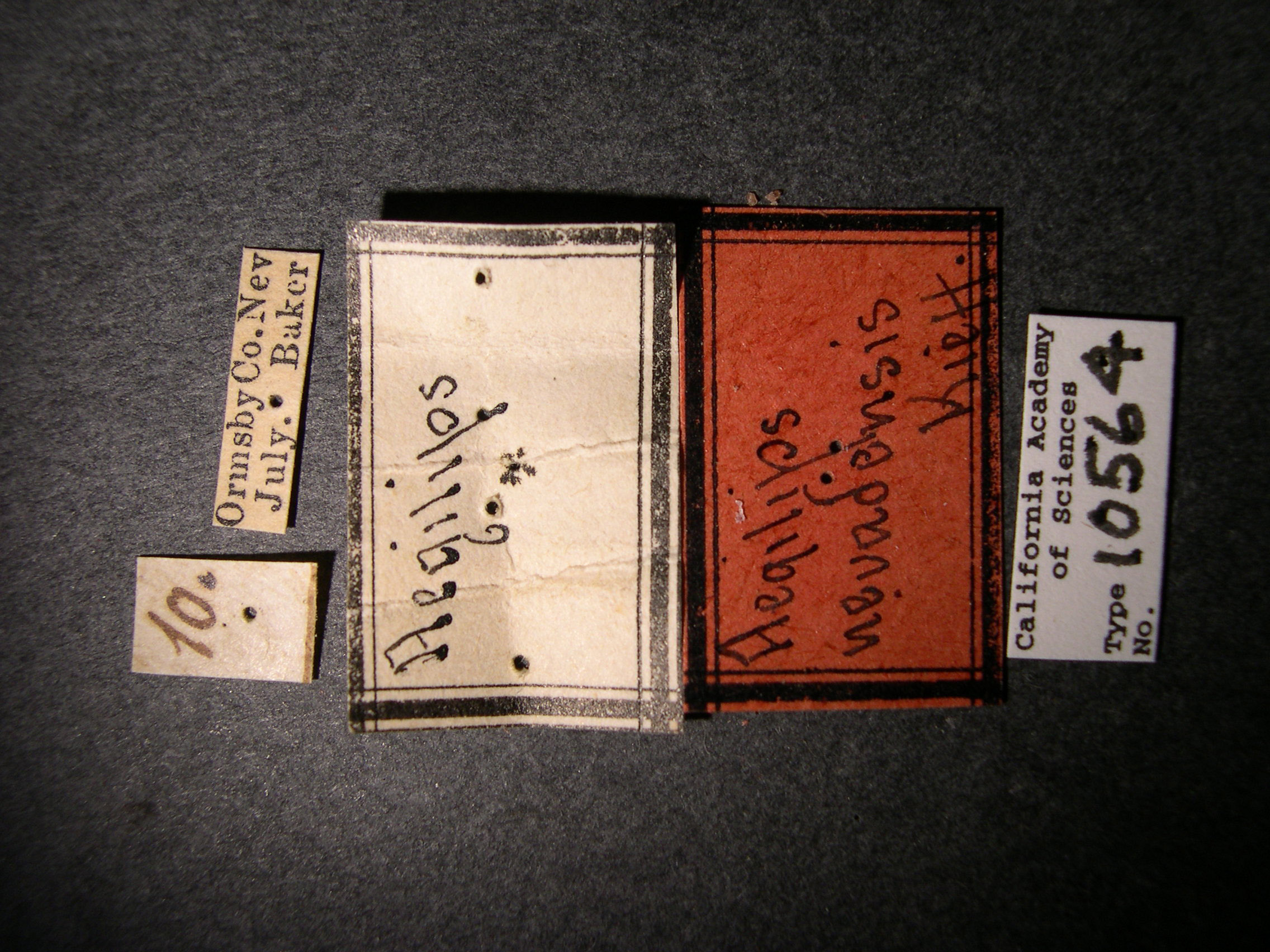 Aegilips nevadensis image