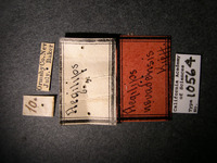 Aegilips nevadensis image