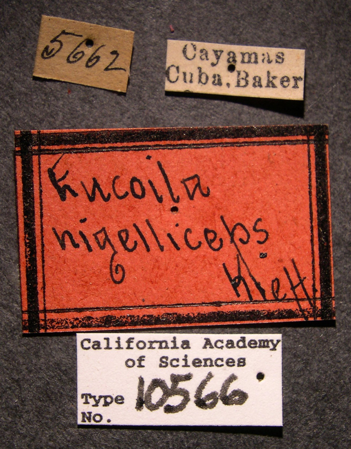 Eucoela nigelliceps image