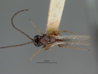 Eucoela nigelliceps image