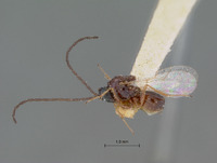 Eucoela nigelliceps image