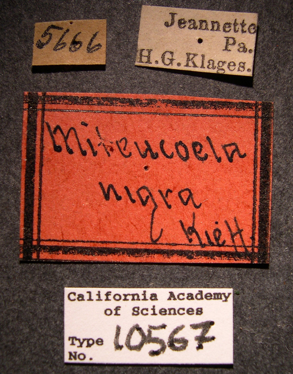 Miteucoela nigra image