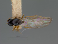 Miteucoela nigra image