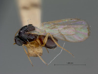 Miteucoela nigra image