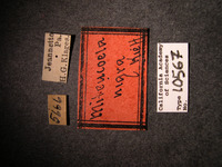 Miteucoela nigra image