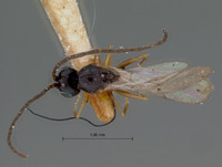 Odonteucoila nigra image