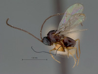 Odonteucoila nigra image