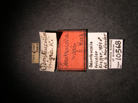 Odonteucoila nigra image