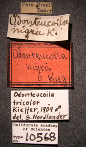 Image of Odonteucoila nigra