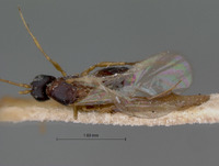 Miteucoela nigriceps image