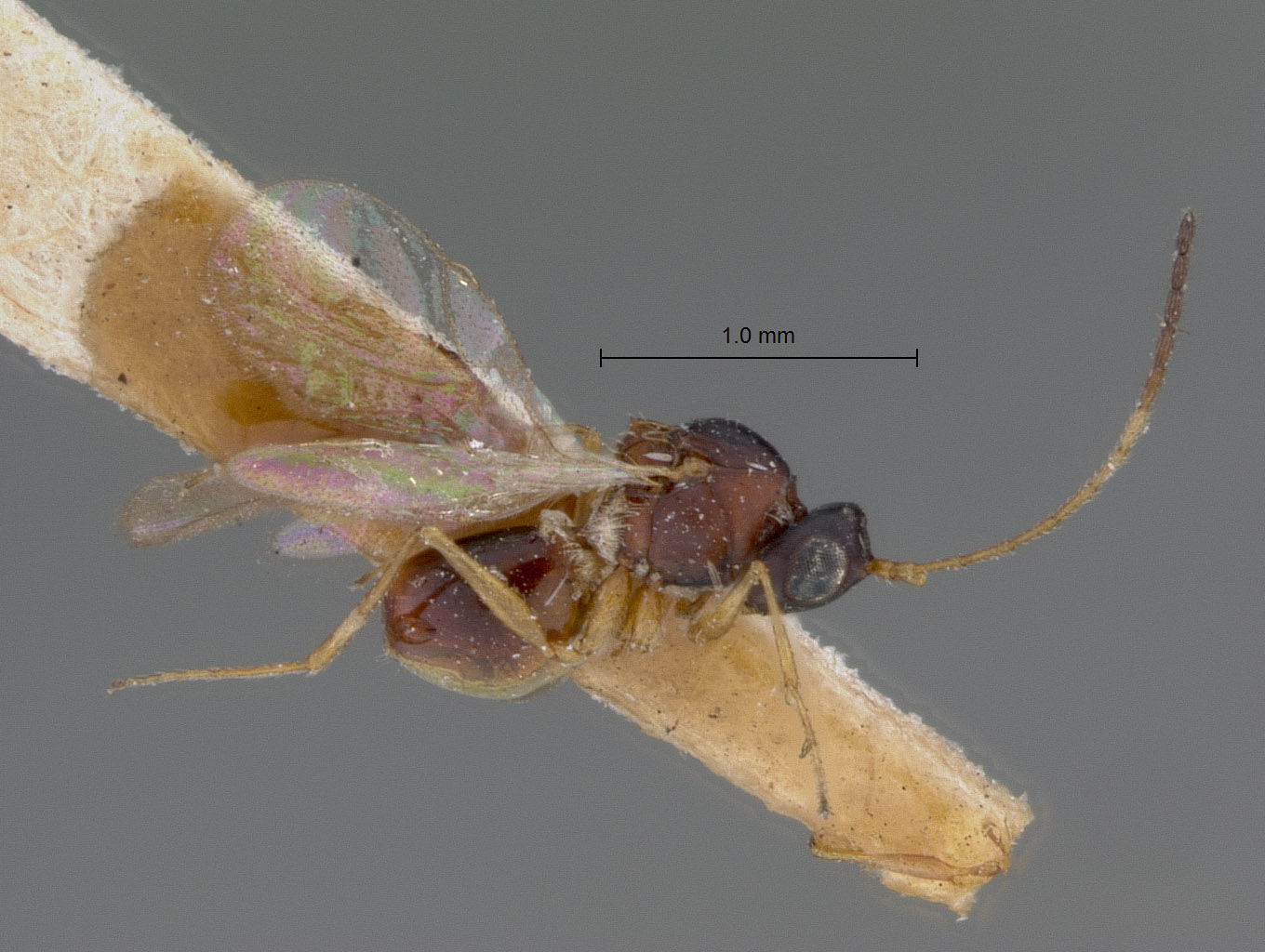 Miteucoela nigriceps image