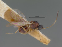 Miteucoela nigriceps image