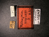 Miteucoela nigriceps image