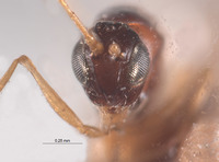 Image of Miteucoela nigriceps