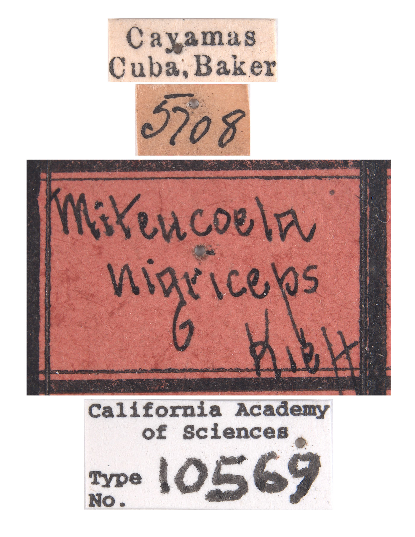 Miteucoela nigriceps image