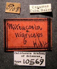 Miteucoela nigriceps image