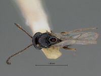 Eucoilidea nigricornis image
