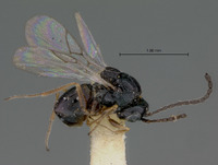 Eucoilidea nigricornis image