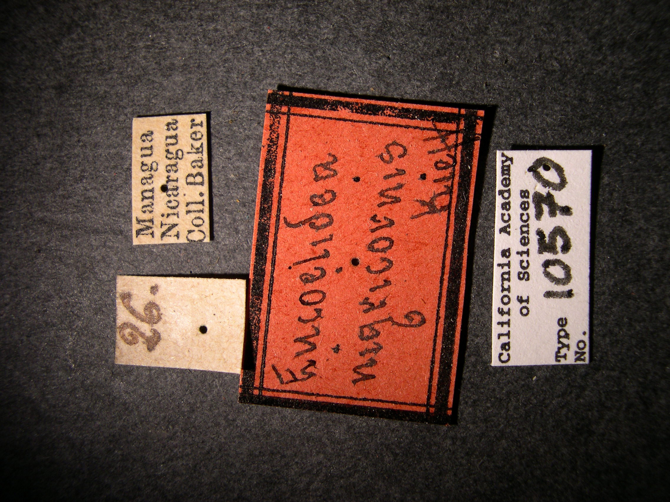 Eucoilidea nigricornis image